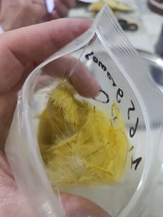 Plumas cdc culo de pato montaje artesanal mosca