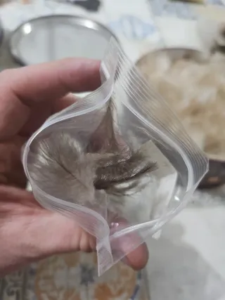 CDC SELECT  Dark Grey Raki