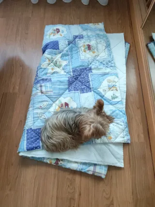 REGALO Edredón acolchado perros azul