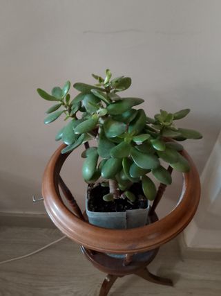 Planta Jade