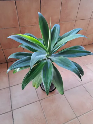 Planta Agave son 2 se pueden vender individuales