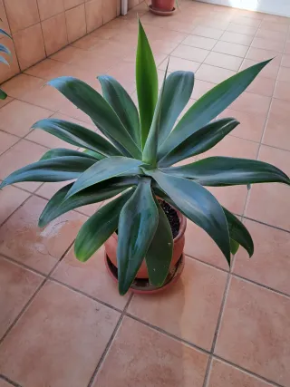 Planta Agave son 2 se pueden vender individuales