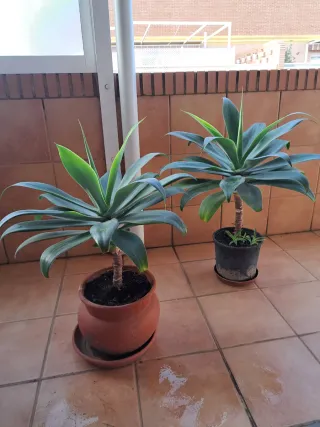 Planta Agave son 2 se pueden vender individuales