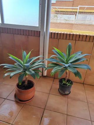 Planta Agave son 2 se pueden vender individuales