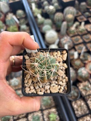 Cactus Riservato Michele