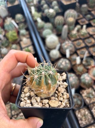 Cactus Riservato Michele