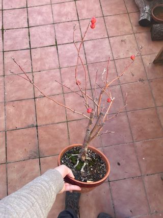 Bonsái Manzano Everest