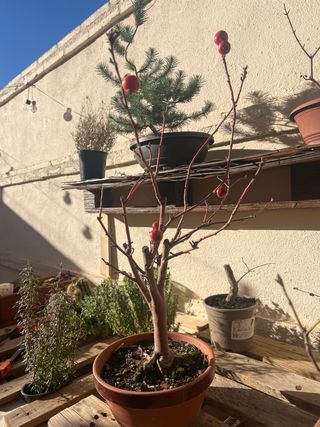 Bonsái Manzano Everest