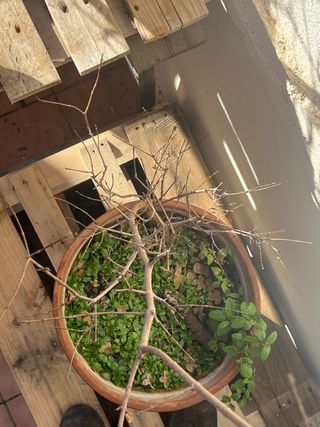 Prebonsai Acer Monspessulanum