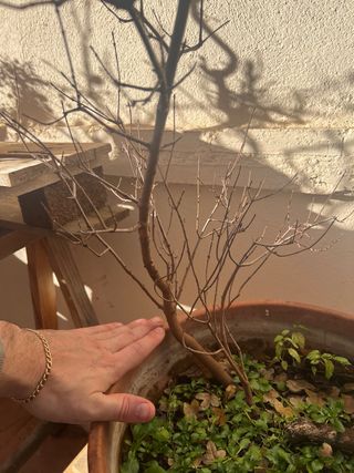 Prebonsai Acer Monspessulanum