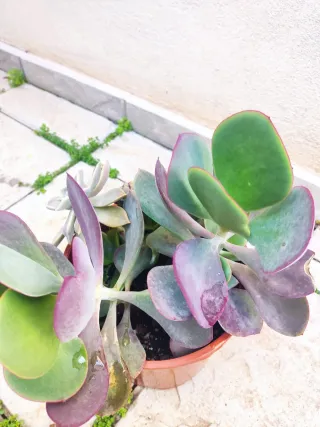 Plantas moradas variadas 35 cm aprx alt