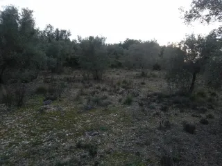 Parcela 2 hanegadas con derecho a regadío