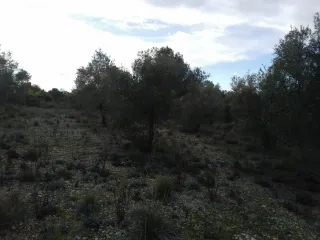 Parcela 2 hanegadas con derecho a regadío