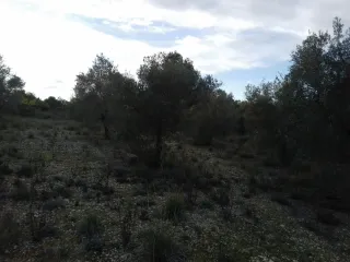 Parcela 2 hanegadas con derecho a regadío