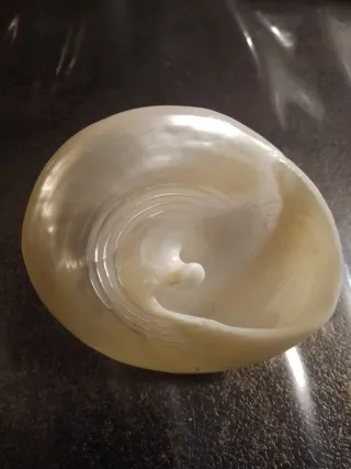 Conchiglia Trochus madreperla