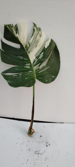 Monstera Borsigiana Variegata Planta