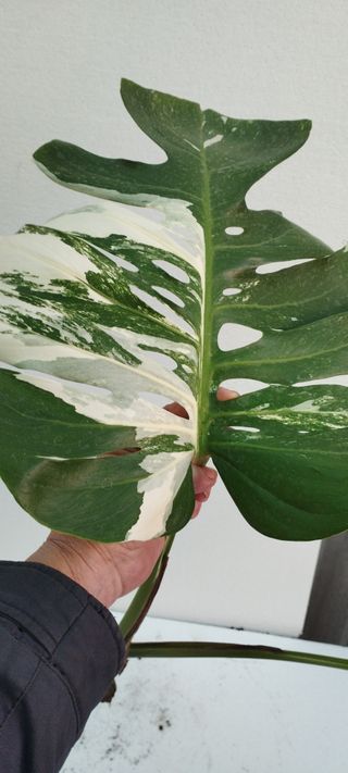 Monstera Borsigiana Variegata Planta