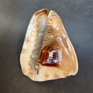 Cassis Tuberosa 16cm Concha Marina Coleccion