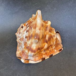 Cassis Tuberosa 16cm Concha Marina Coleccion