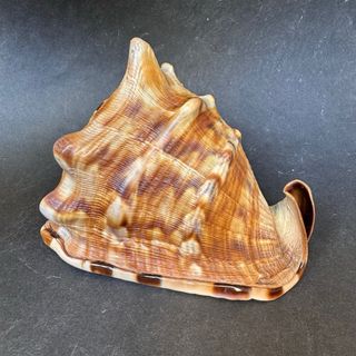 Cassis Tuberosa 16cm Concha Marina Coleccion