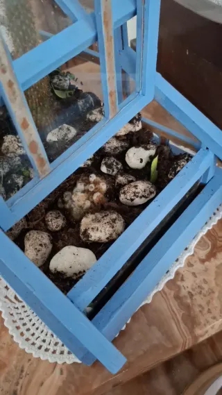 Mini invernadero para plantas