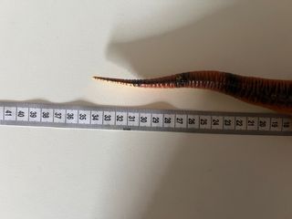 Dinosaurio de juguete  Dimetrodon