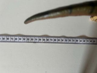 Dinosaurio T-Rex Juguete