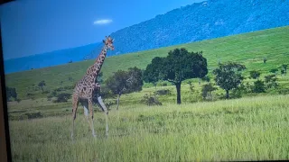 Smart TV 55'' 4K ULTRA HD Wifi Bluetooth Google