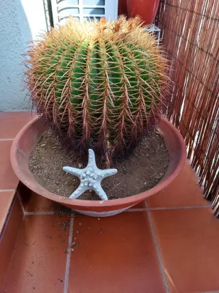 Cactus sillón de la suegra Echinocactus Grusonii