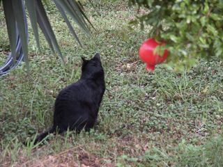 Konica Minolta Dimage 7 Fotocamera Bridge