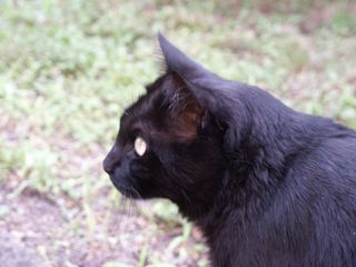 Konica Minolta Dimage 7 Fotocamera Bridge