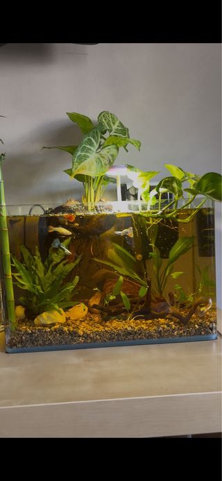 Urna pecera con filtro cascada , incluye luz led