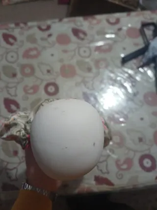 Arlequín de Porcelana Antiguo 45cm