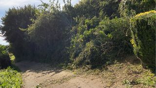 Servicios de limpieza y desbroce