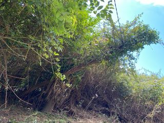 Servicios de limpieza y desbroce