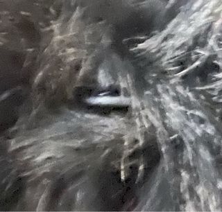 Abrigo Pedro del Hierro Negro