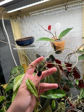 Hoya crassipetiolata splash