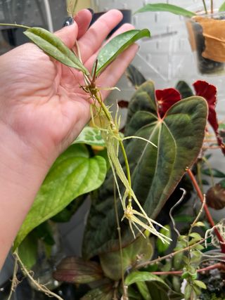 Hoya crassipetiolata splash