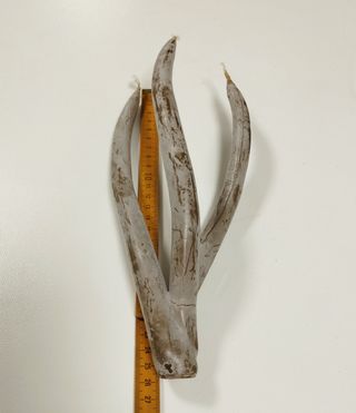 Candela alga a 3 stoppini base legno - idea regalo