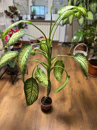 Planta Dieffenbachia Grande