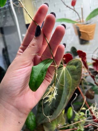 Hoya curtis porcelana