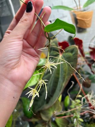 Hoya curtis porcelana