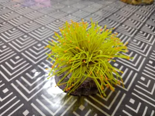 Decoración Acuario: Volcán, Barco y Tronco