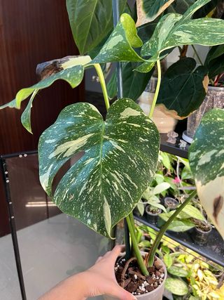 Monstera deliciosa thai constellation