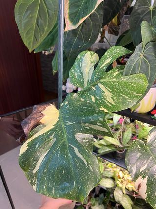 Monstera deliciosa thai constellation