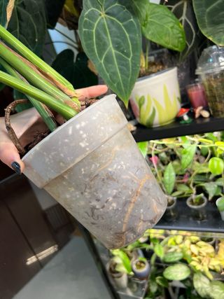 Monstera deliciosa thai constellation