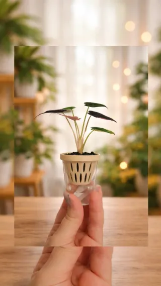 Cups/macetas de autorriego