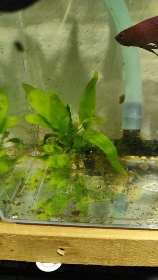 Helecho de Java (Microsorum pteropus) (acuatica)