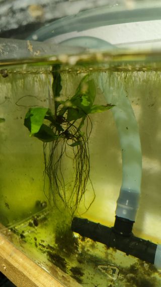 Helecho de Java (Microsorum pteropus) (acuatica)