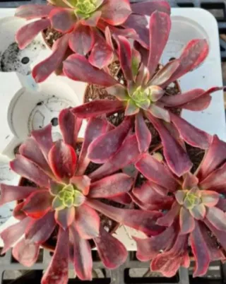 Aeonium suculenta planta